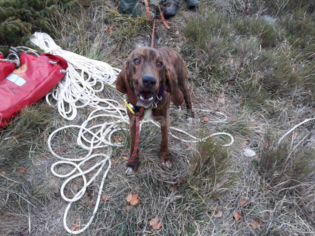 In 14 scatti il salvataggio di Whisky: il cane da caccia intrappolato in un crepaccio del monte Gerbonte e liberato dai vigili del fuoco