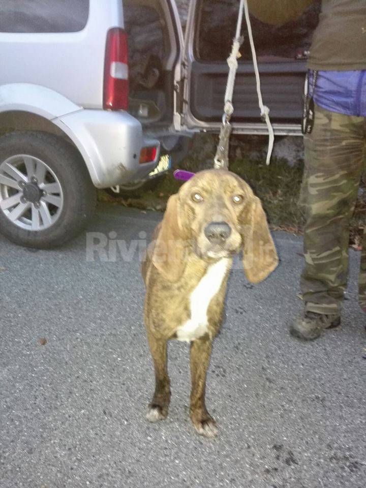 In 14 scatti il salvataggio di Whisky: il cane da caccia intrappolato in un crepaccio del monte Gerbonte e liberato dai vigili del fuoco