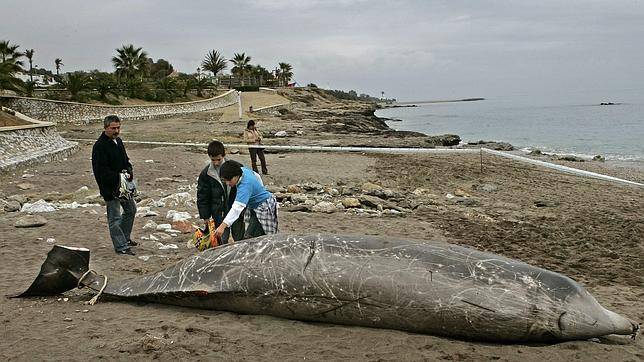 Grave perdita per il Santuario Pelagos: raro quanto gigantesco delfino rinvenuto morto in Costa Azzurra