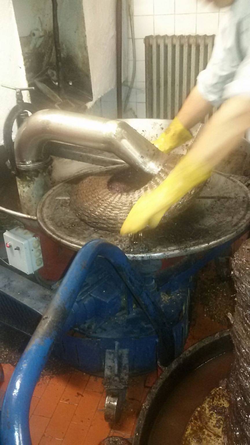 I bimbi della scuola di infanzia di Borgomaro in visita al frantoio per imparare a fare l’olio