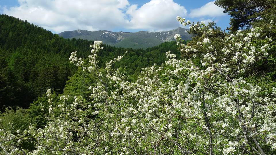 parco alpi liguri