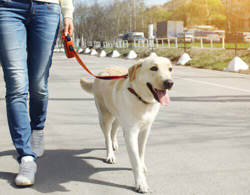 Passeggiare con il cane