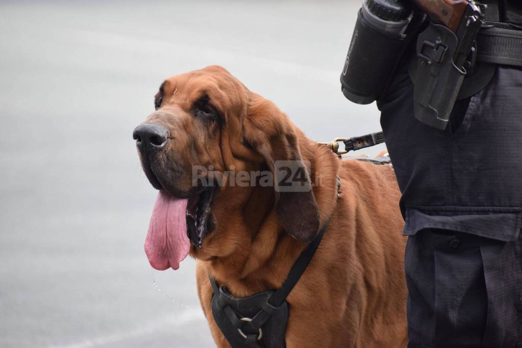 E’ morto Gringo, il cane dei carabinieri che partecipò alle ricerche di Paola Gambino a Bordighera