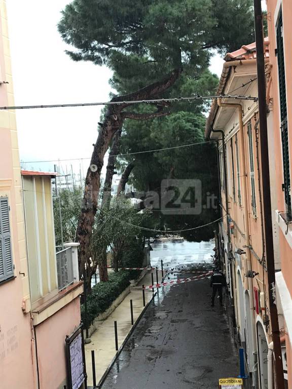 Vento e pioggia a Imperia, pino marittimo si abbatte su edificio