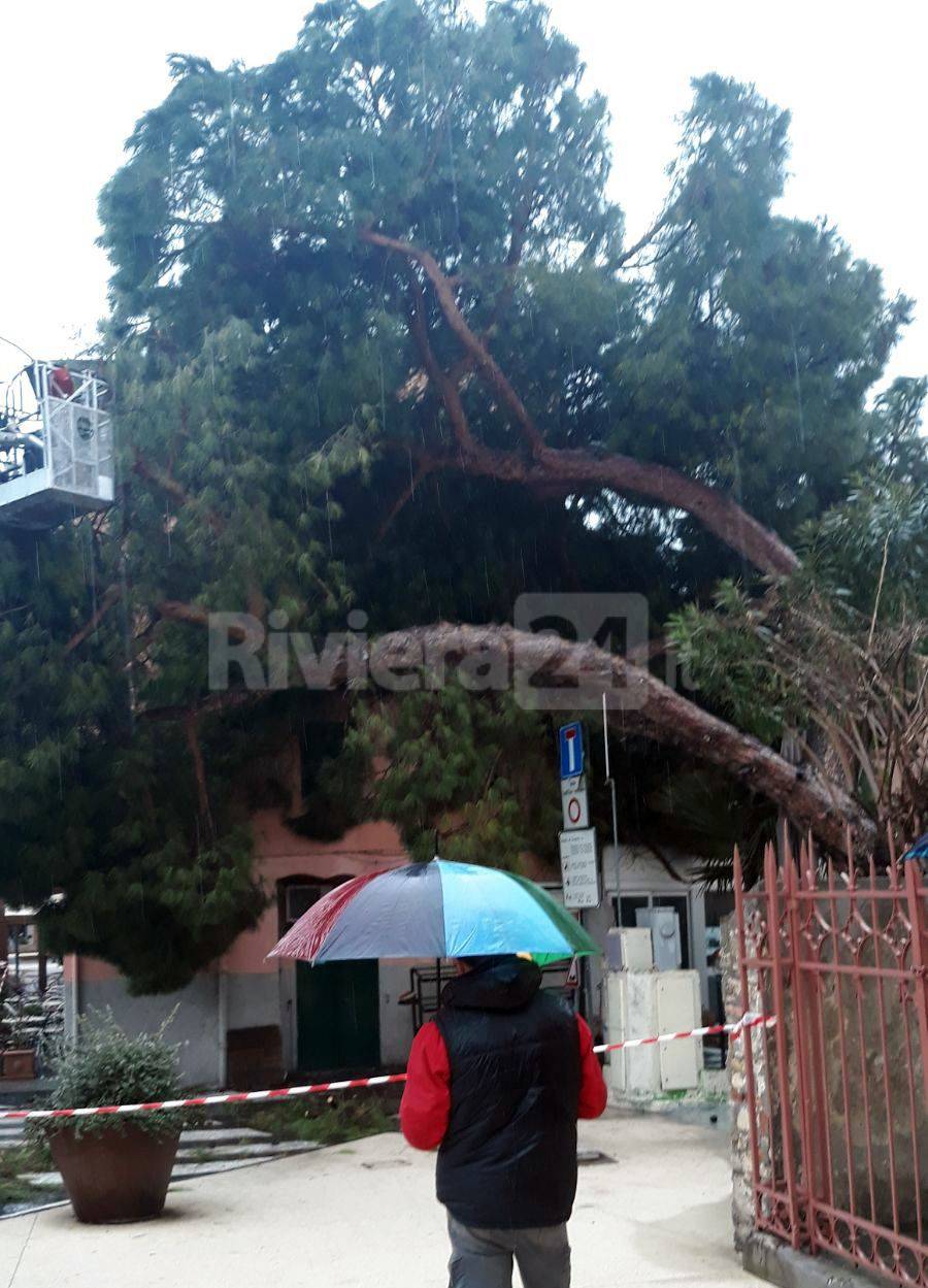 Vento e pioggia a Imperia, pino marittimo si abbatte su edificio