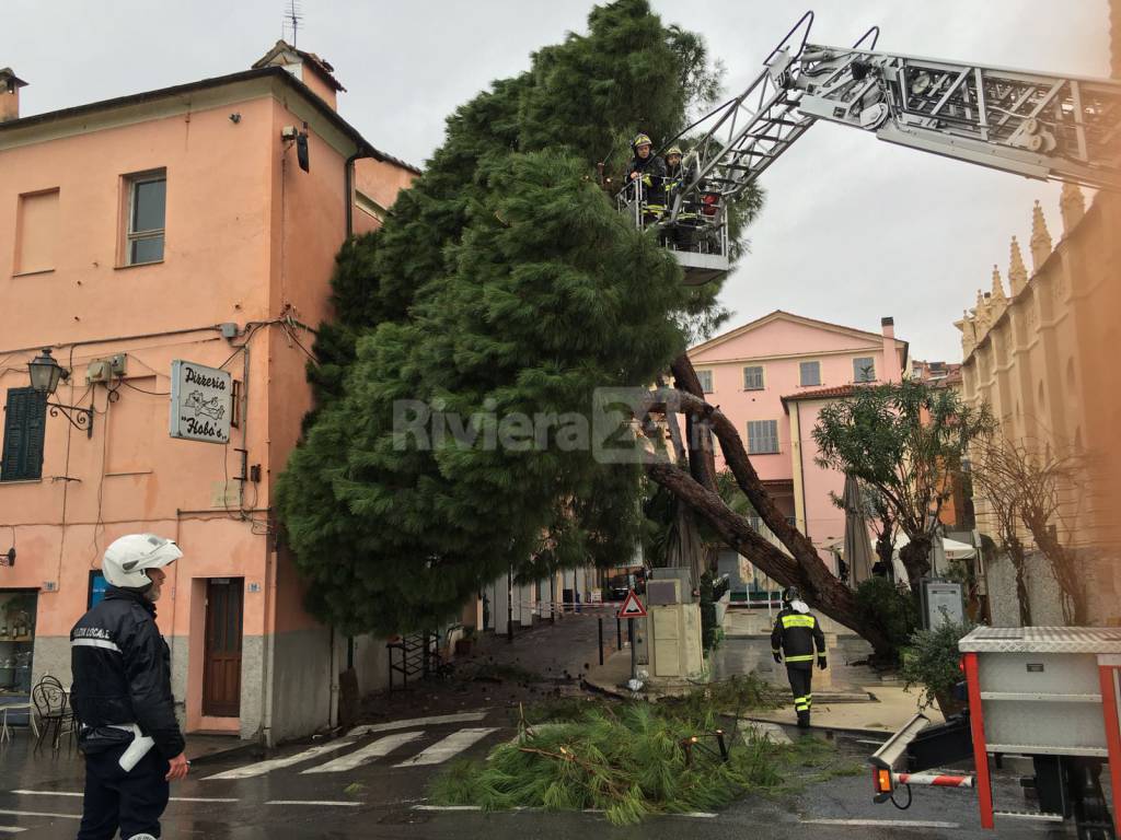 Vento e pioggia a Imperia, pino marittimo si abbatte su edificio