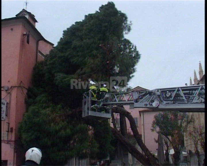 Vento e pioggia a Imperia, pino marittimo si abbatte su edificio