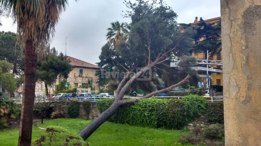 Sanremo, pino si schianta sulla strada: spavento ma fortunatamente nessun ferito