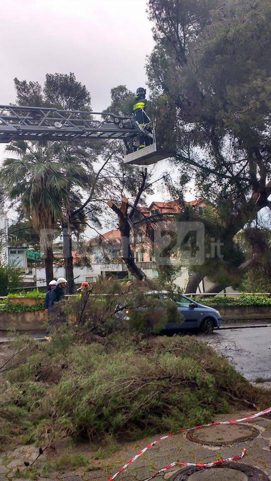 Maltempo a Sanremo, pino si schianta sulla strada: spavento ma fortunatamente nessun ferito