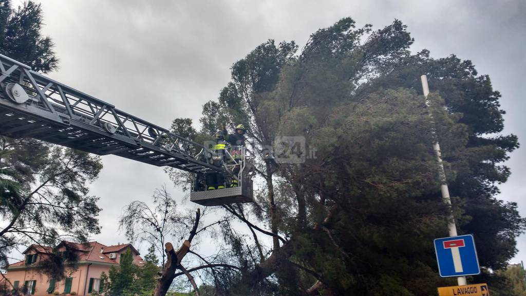 Maltempo a Sanremo, pino si schianta sulla strada: spavento ma fortunatamente nessun ferito