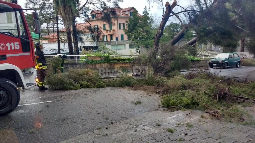 Maltempo a Sanremo, pino si schianta sulla strada: spavento ma fortunatamente nessun ferito