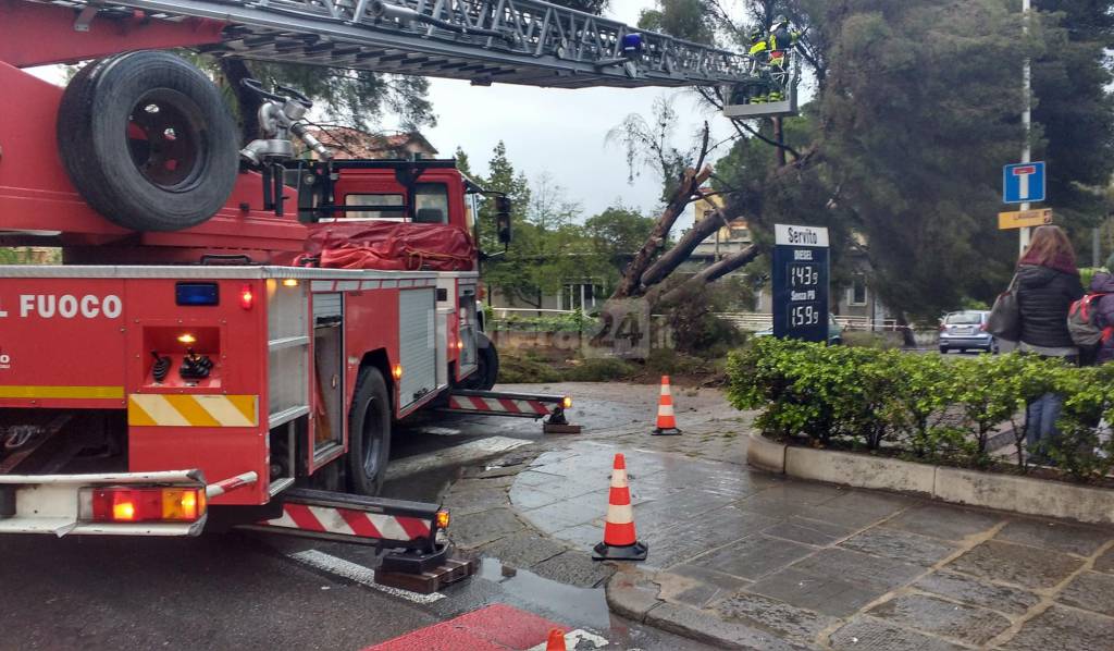 Maltempo a Sanremo, pino si schianta sulla strada: spavento ma fortunatamente nessun ferito