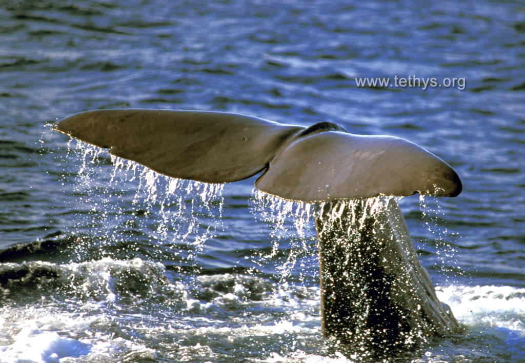 balene delfini globicefali santuario pelagos 