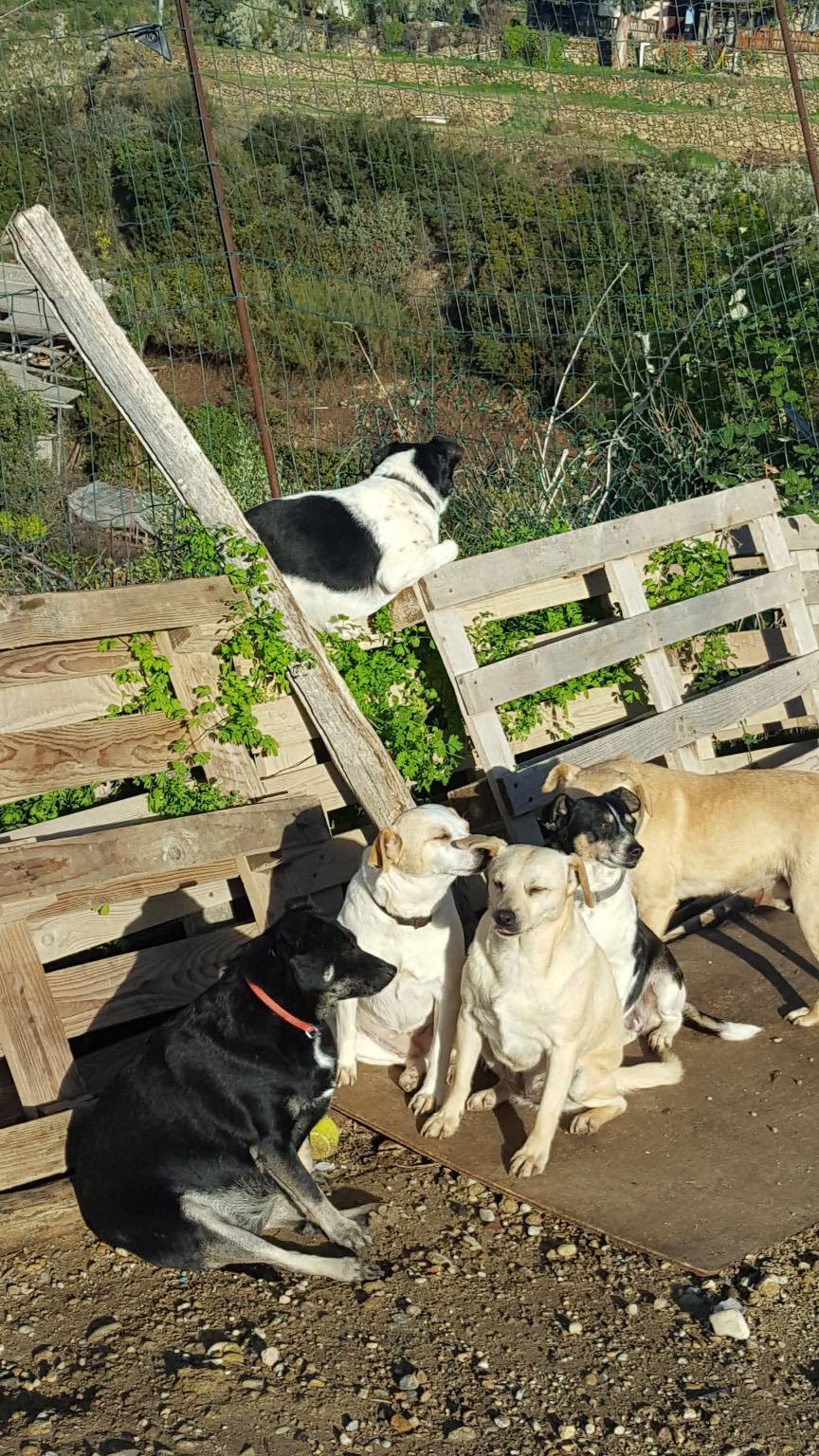 Camporosso, “108 passi con noi”: la passeggiata a sei zampe per i cani di Santa Croce