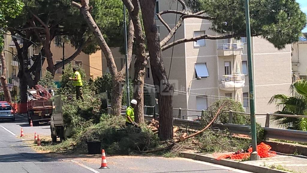 Sanremo, continua taglio dei pini in via Padre Semeria: verranno sostitutiti da altri alberi