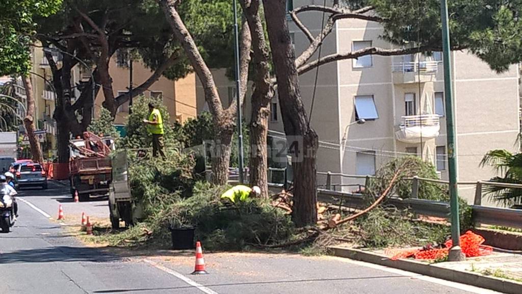 Sanremo, continua taglio dei pini in via Padre Semeria: verranno sostitutiti da altri alberi