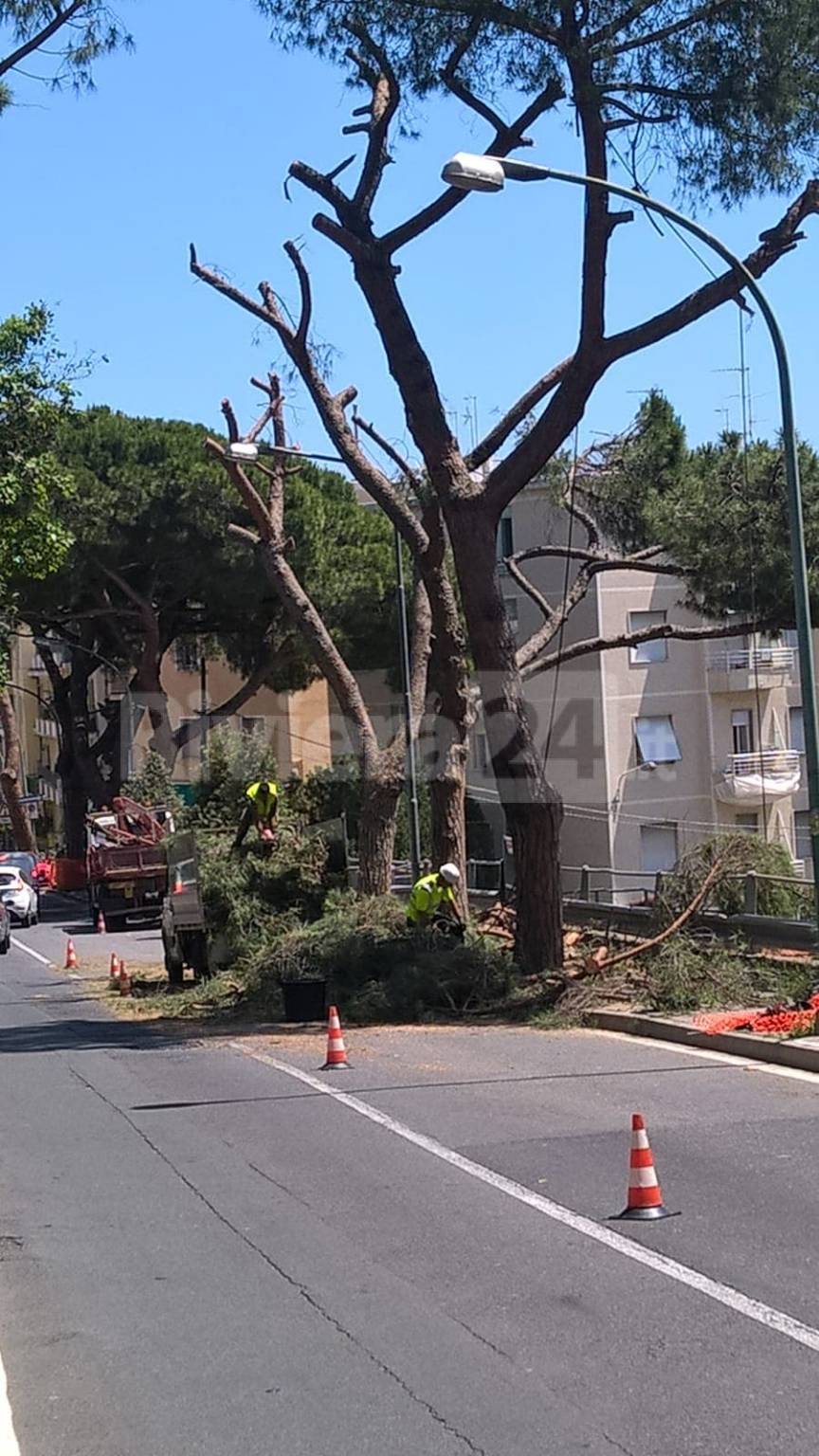 Sanremo, continua taglio dei pini in via Padre Semeria: verranno sostitutiti da altri alberi