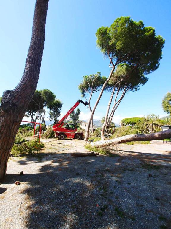 Abbattimento dei 57 pini nei giardini Reggio di Ventimiglia, ignoti: “Delitto paesaggistico”