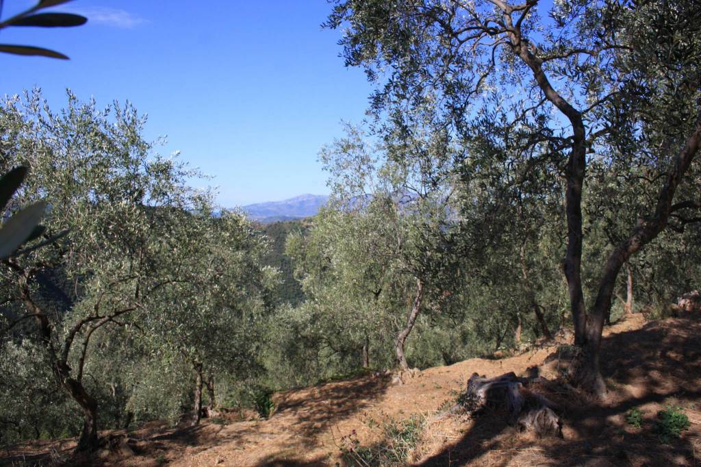 Coronavirus, annullata la “Camminata tra gli Olivi” a Imperia