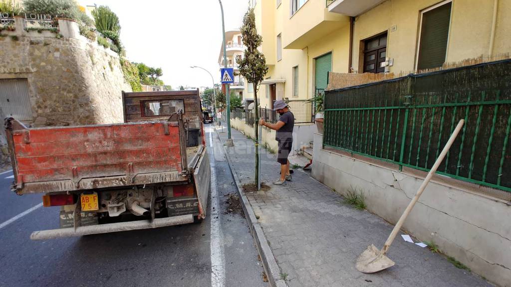 Sanremo, dai pini ai lecci: via Padre Semeria cambia volto