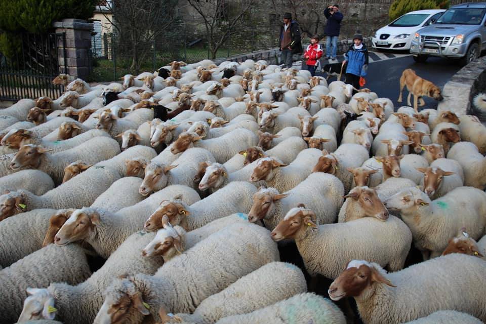 A Breil-sur-Roya lo spettacolo delle pecore in transumanza