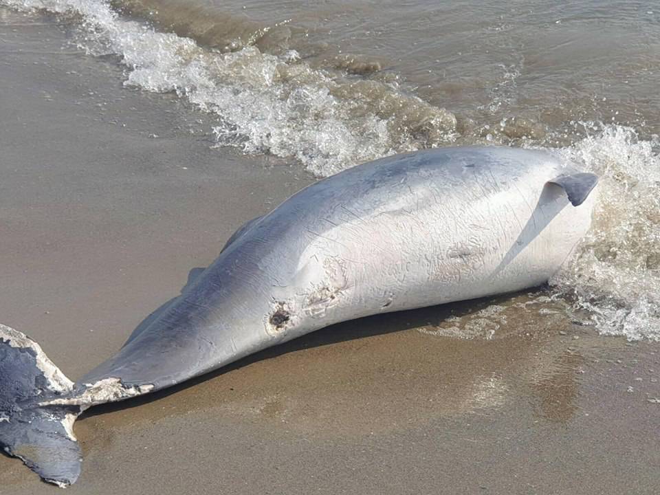 Delfino morto Diano Marina