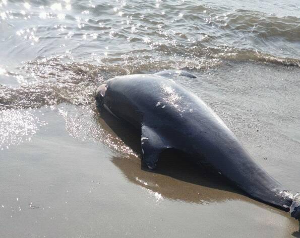 Diano Marina, trovato delfino privo di vita sulla spiaggia