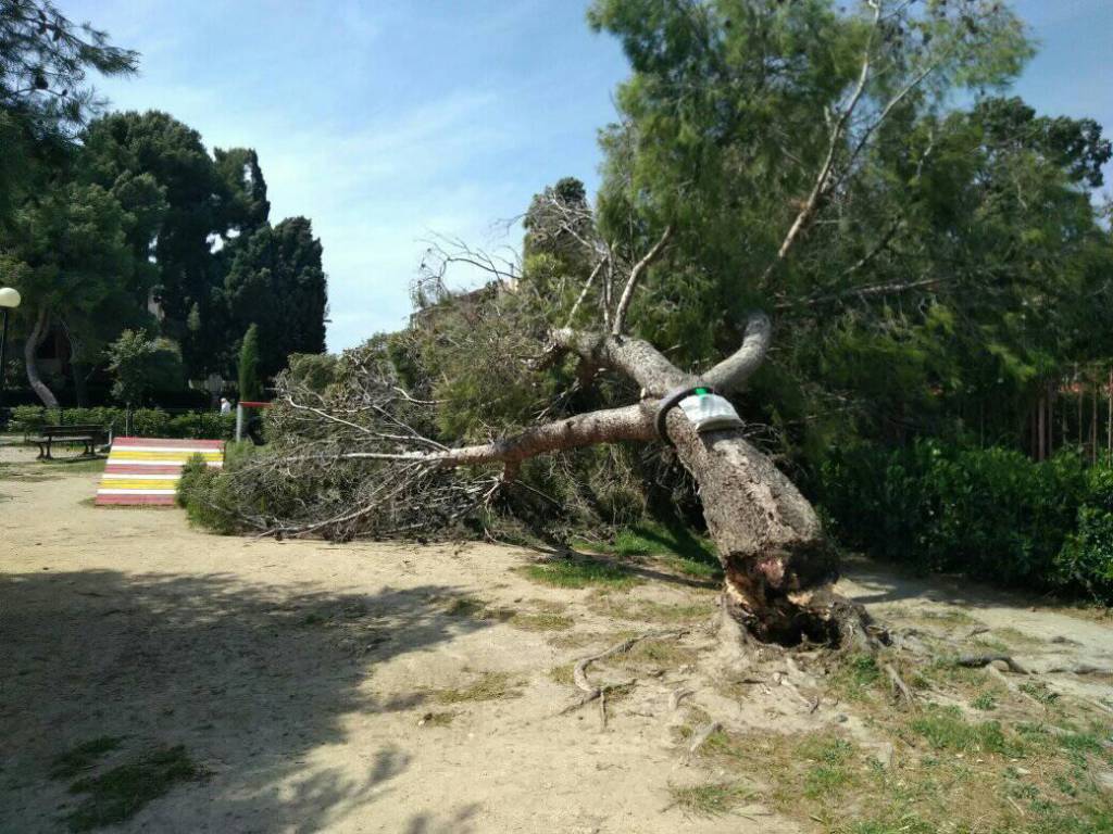 Sanremo, tragedia sfiorata ai giardinetti: pino si spezza in due