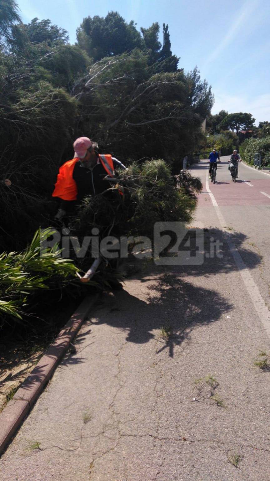 Sanremo, tragedia sfiorata ai giardinetti: pino si spezza in due