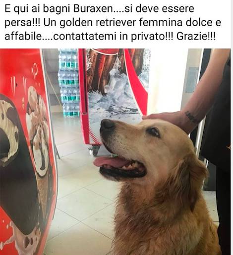 Imperia, la “mamma umana” ha riabbracciato la sua Golden Retriver