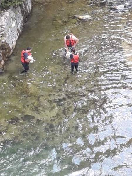 Breil sur Roja, giovani cigni precipitano nella diga. Tre salvati