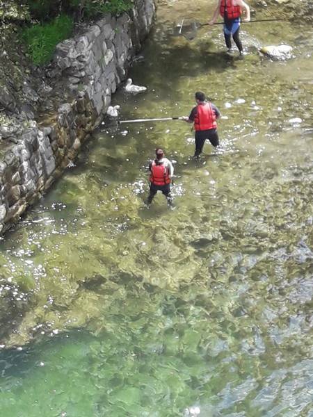 Breil sur Roja, giovani cigni precipitano nella diga. Tre salvati