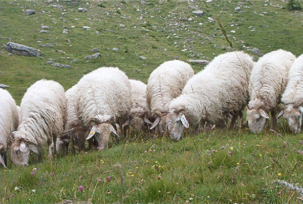 Pastorizia e transumanza, alla scoperta della pecora brigasca con A Vastera