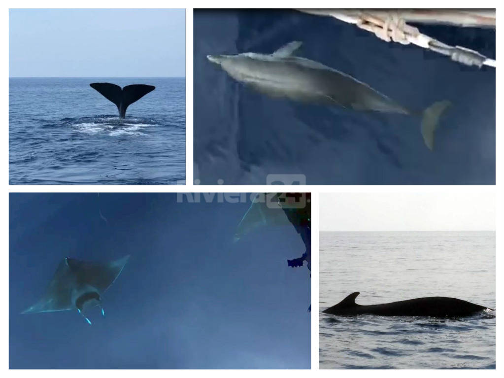 Lo spettacolo di Pelagos nel mare di Bordighera. Capodoglio, delfini e la danza delle mante