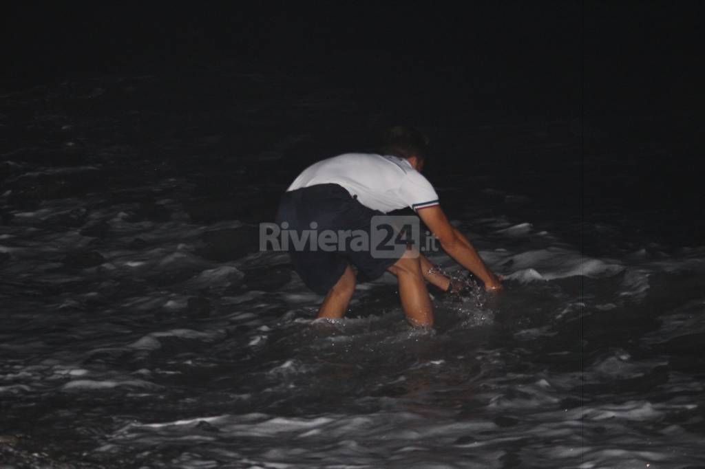 Cucciolo di delfino rischia di spiaggiarsi a Bordighera, interviene la Guardia Costiera