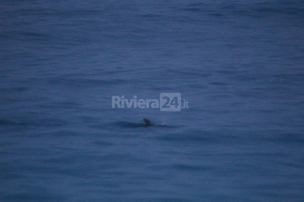 Cucciolo di delfino rischia di spiaggiarsi a Bordighera, interviene la Guardia Costiera