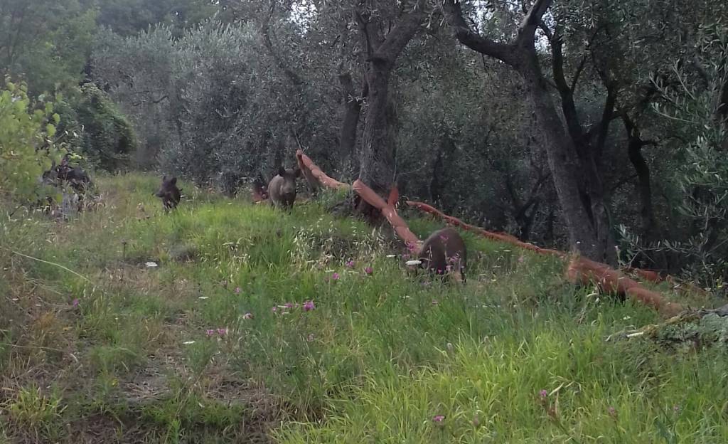 Soccorso fauna selvatica, M5s: «Segnale forte verso la protezione della preziosissima biodiversità»