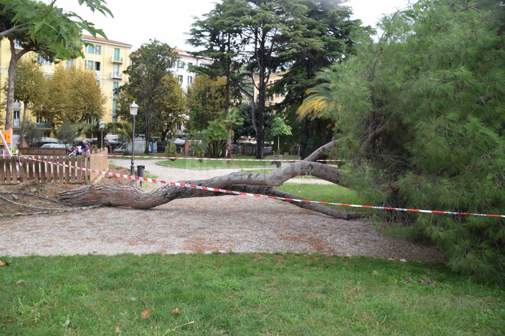 Ventimiglia, pino crolla ai giardini Reggio. Tragedia sfiorata