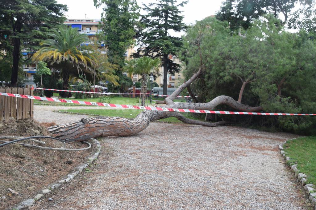 Ventimiglia, pino crolla ai giardini Reggio. Tragedia sfiorata