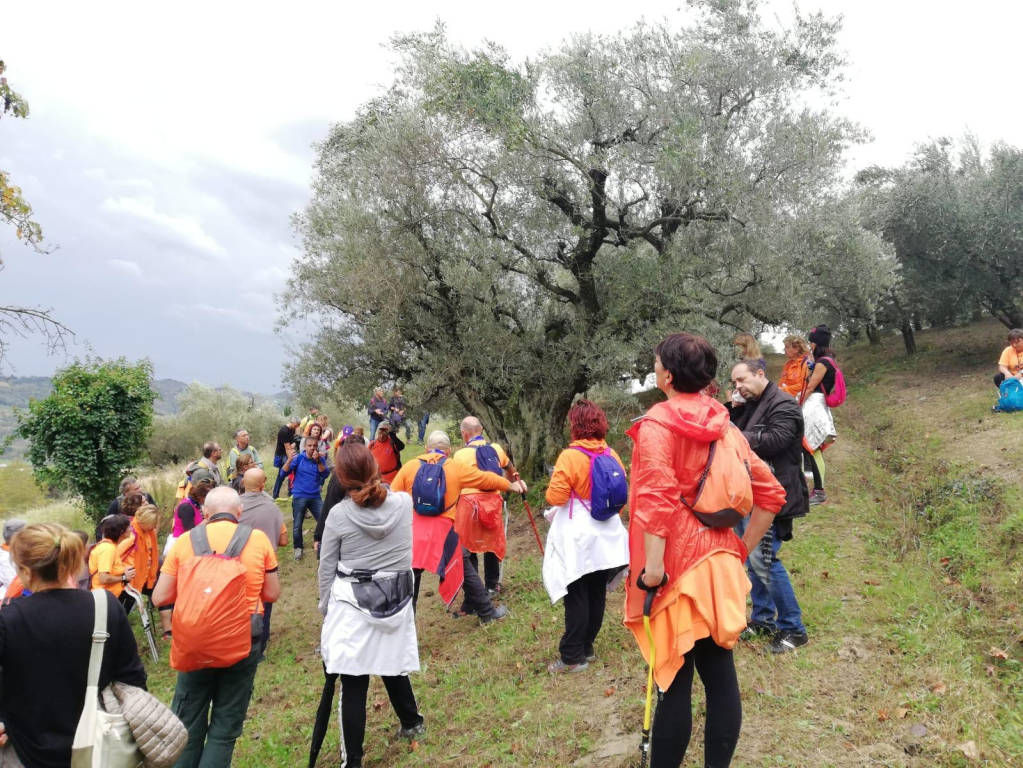 Nove città della provincia di Imperia aderiscono alla “Camminata tra gli olivi in Liguria”