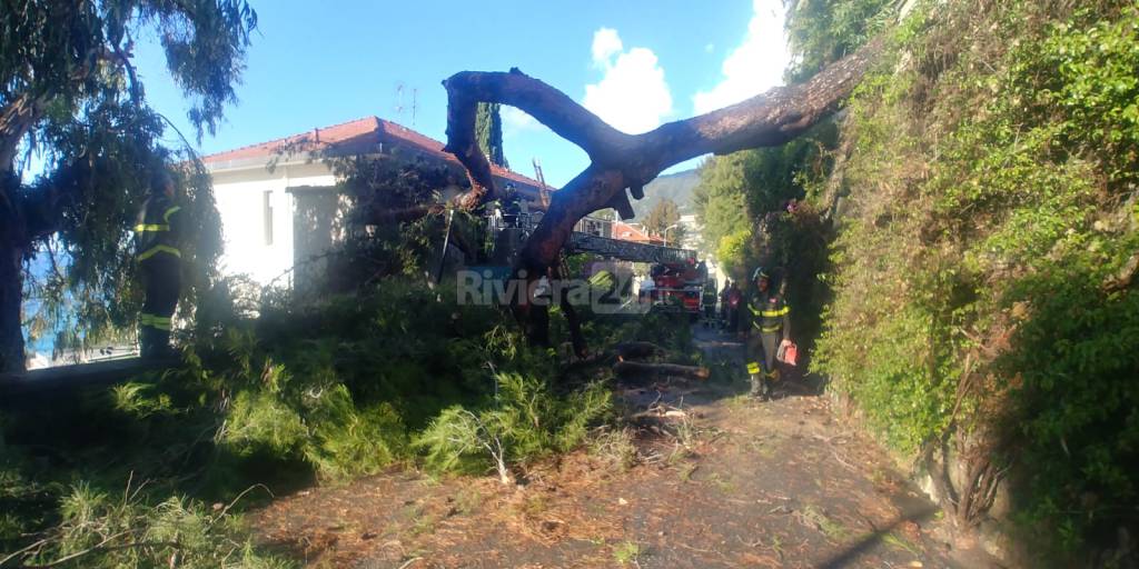 Vigili del fuoco in azione per rimuovere il pino crollato ospedaletti