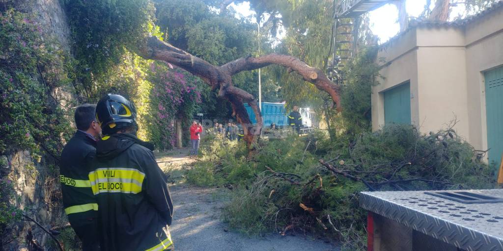 Vigili del fuoco in azione per rimuovere il pino crollato