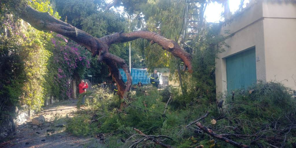 Vigili del fuoco in azione per rimuovere il pino crollato