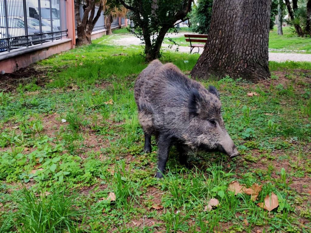 Peste suina in Liguria, Toti: «Abbattimento immediato dei suini»