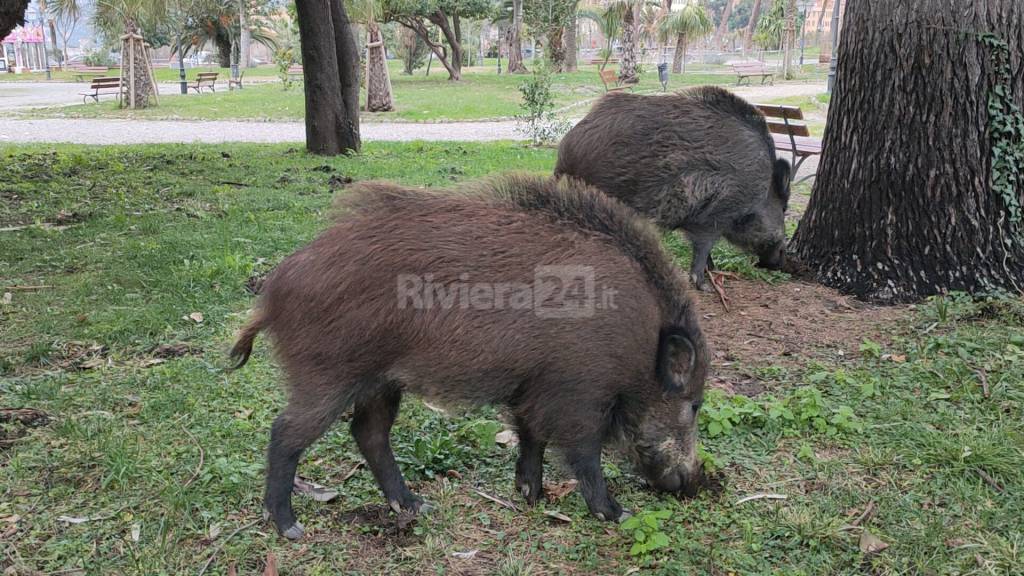 Peste suina in Liguria, Piana: «Utilizziamo l’effetto barriera per delimitare il cluster»