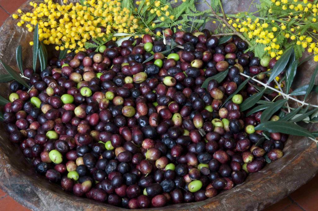 Olive, il marchio “Taggiasche della Liguria” ottiene la Certificazione Europea