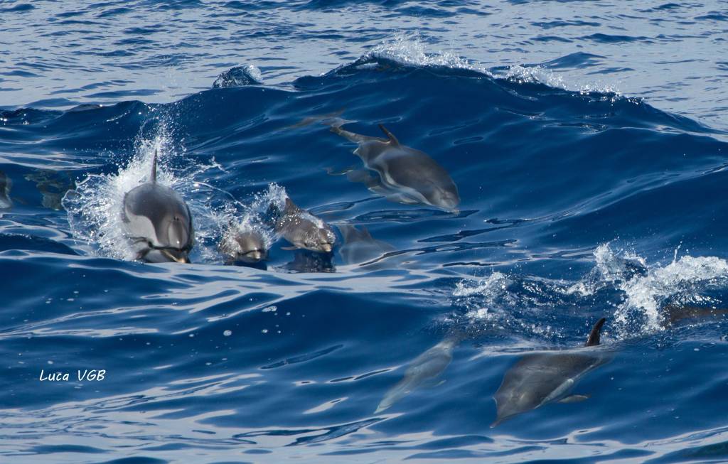 Bordighera, delfini nuotano al largo dell’Arziglia. Spettacolo immortalato da fotografo