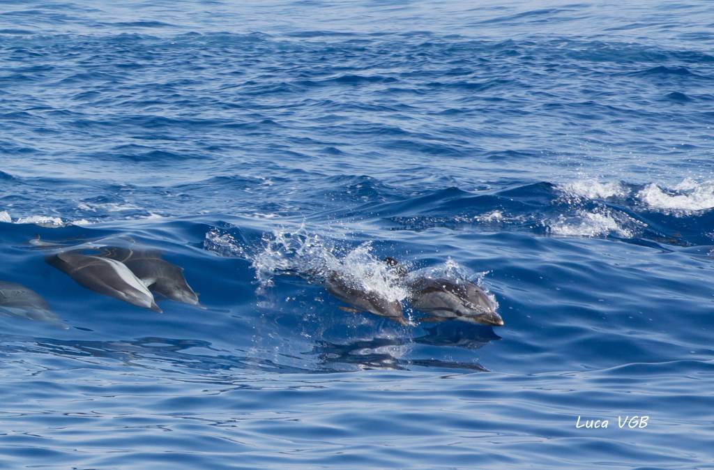 Bordighera, delfini nuotano al largo dell’Arziglia. Spettacolo immortalato da fotografo