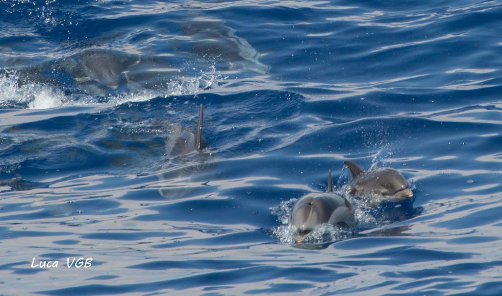 Bordighera, delfini nuotano al largo dell’Arziglia. Spettacolo immortalato da fotografo