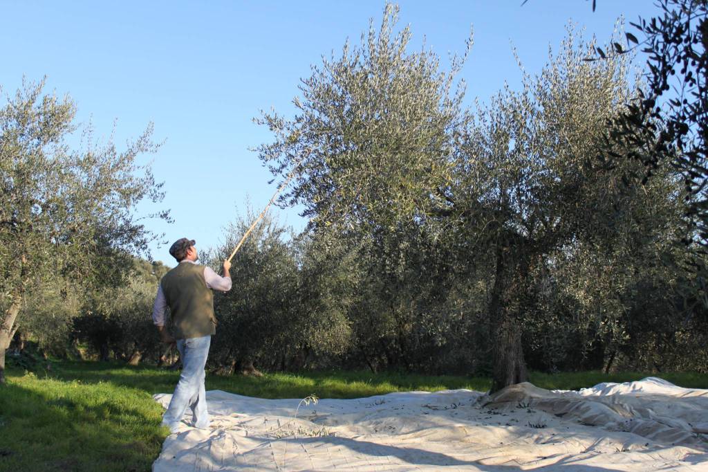 Olivicoltura, la Taggiasca regina delle guide Gambero Rosso e Slow Food